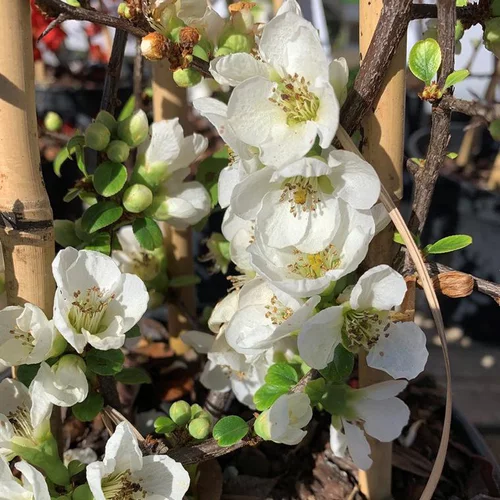 Pensé pour le jardin:Cognassier du Japon Nivalis (Chaenomeles Speciosa). Le pot 3 litres