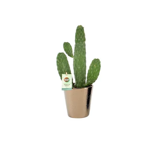 Accessoire jardin：Opuntia Rubescens Consolea 45 cm et son cache pot Ø 12 cm