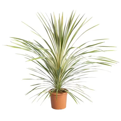 Pratique au jardin：Cordyline Australis Torbay Dazzler en pot de 9 L jaune