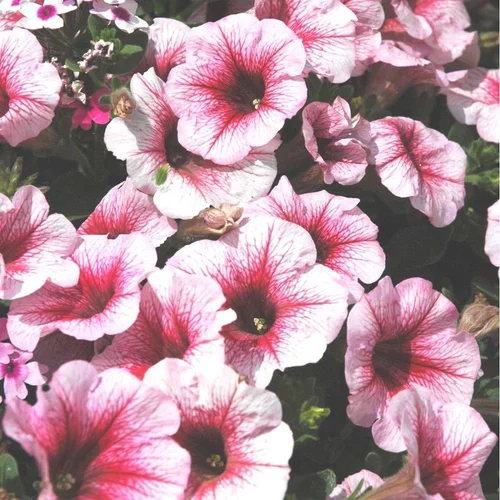 Jardin durable：Pétunia retombant - La barquette de 6 plants de 8 cm