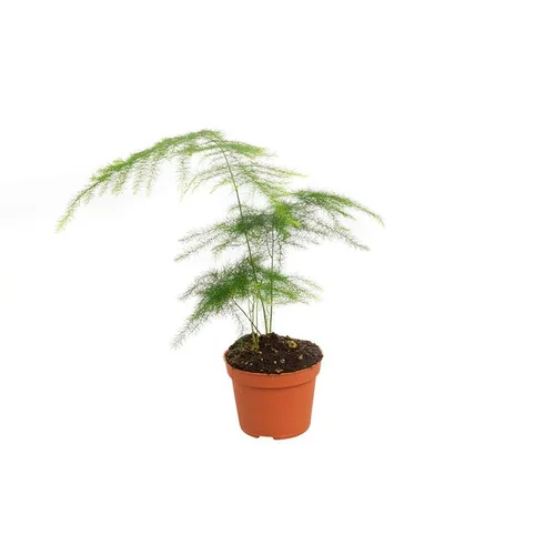 Côté extérieur：Asparagus pot Ø6 cm