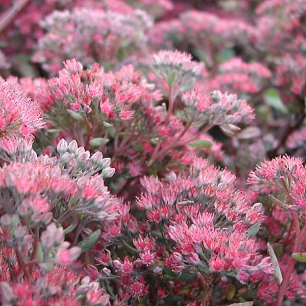 6 x Orpin 'Ruby Glow' – Sedum 'Robustum', 'Ruby Glow', godet 9cm x 9cm