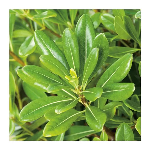 Pour personnaliser vos extérieurs：Pittosporum Tobira - pot 12 L