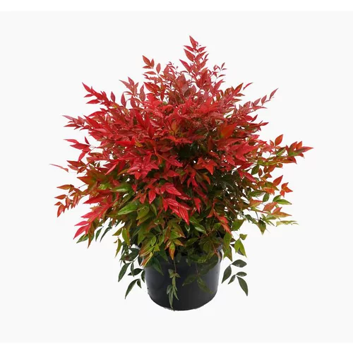 Solution extérieur：Nandina Domestica Obsessed®? Seika Cov (Bambou sacré) 25/30 en pot de 3 L rouge