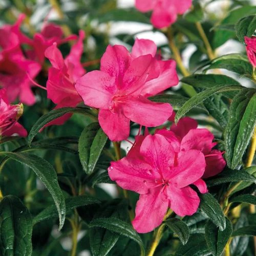 Pour le jardin：Azalée (Azalea) Encore Jewel violette. Le pot de 4 litres