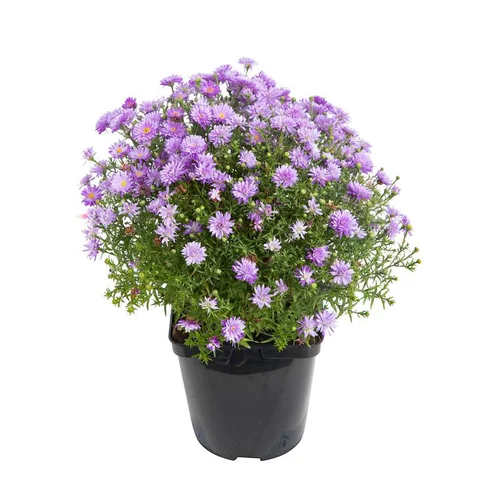 Une solution adaptée au jardin:Aster Dumosus - Le pot de 3 litres