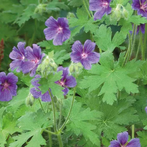 Pensé pour le jardin:Géranium Vital - Le pot de 1 litre