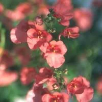 Moderne extérieur：Diascia - Le pot de 1 litre