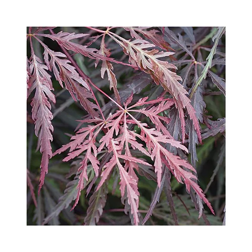 Le bon choix pour le jardin:Erable du Japon (ACER PALMATUM DISSECTUM TAMUKEYAMA ) Le pot de 30 litres