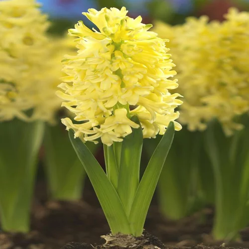 Jardin utile:Jacinthe Yellow Queen - Le godet