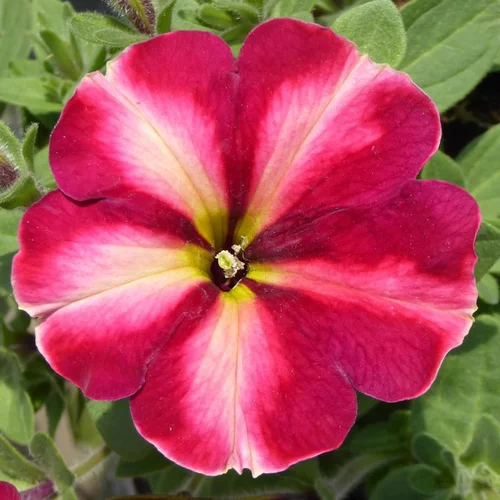 Pour un extérieur agréable：Petunia - Le pot de 13 cm