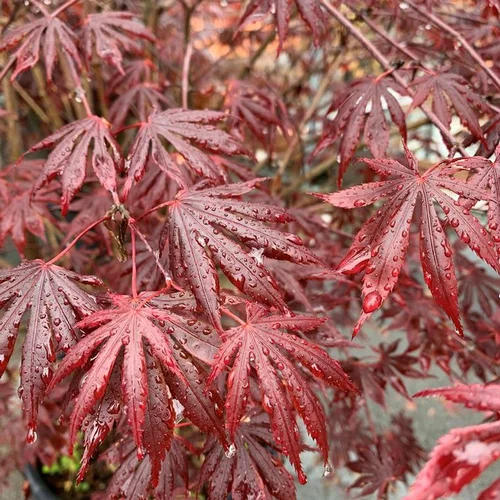 Le petit plus du jardin:Érable du Japon (Acer Palmatum) Trompenburg. Le pot de 10 litres