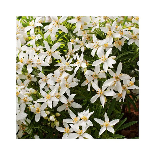 Un atout pour vos extérieurs:Choisya Arizonica Aztec Pearl en pot de 3 litres