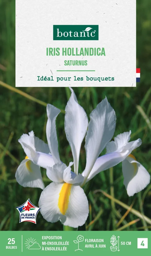 Extérieur durable:Iris hollandica saturnus en mélange botanic® - 25 bulbes
