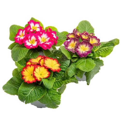 Pour équiper vos extérieurs:Primevère des jardins coloris variés. Le pot de 10,5 cm