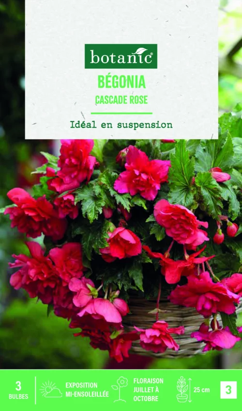 Idéal pour l’extérieur：Bulbes de fleurs Bégonia Cascade rose botanic® - 3 bulbes