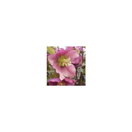 Essentiel nature：Helleborus Rosemary - Le pot de 4 litres