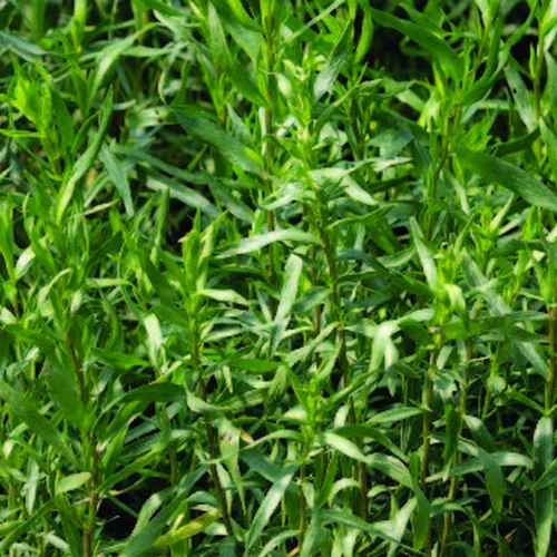 Jardin accessoire：Estragon Bio. Le pot de 2,5 litres