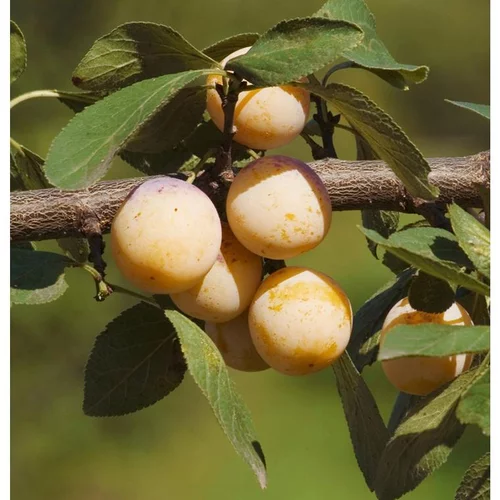 Pour un extérieur agréable:Prunier Mirabelle De Nancy. Le pot de 10 litres forme gobelet