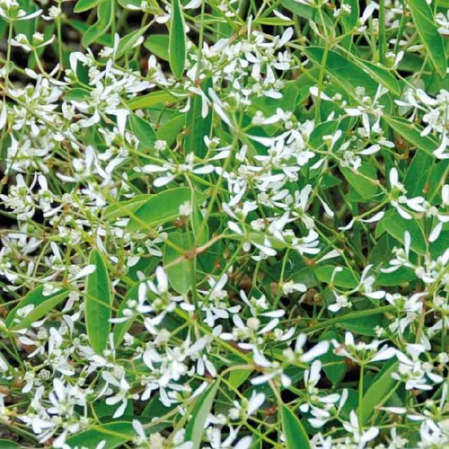 À adopter pour l’extérieur：Euphorbe Diamond Frost - Le pot de 9 x 9 cm