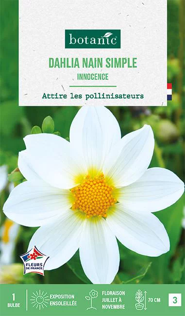 Pour un jardin plus pratique:Bulbe de fleurs Dalhia nain simple Innocence botanic® - 1 bulbe