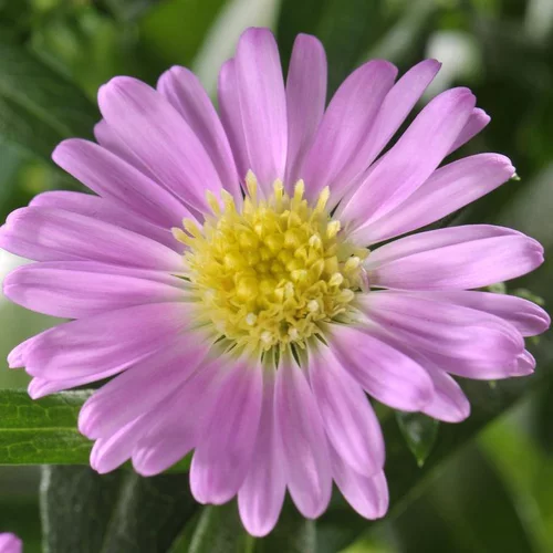 Jardin à vivre:Aster - La coupe de 27 cm