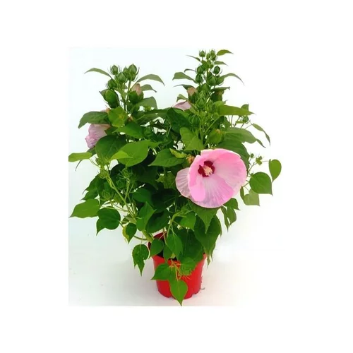 Pour un extérieur bien équipé：Hibiscus Moscheutos - Le pot de 4 litres