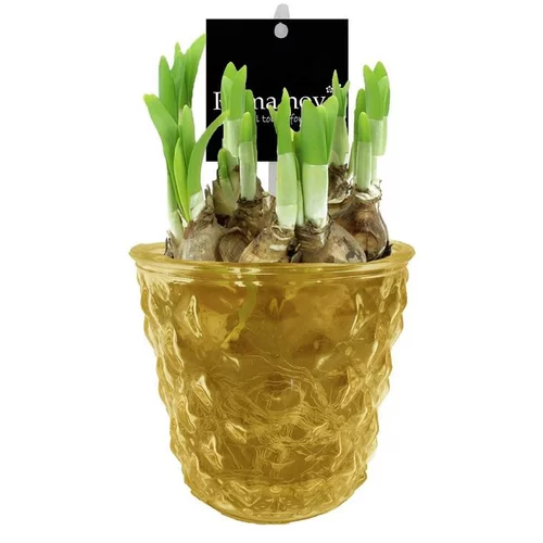 Une solution pour le jardin：Narcisse tête à tête - Verrerie