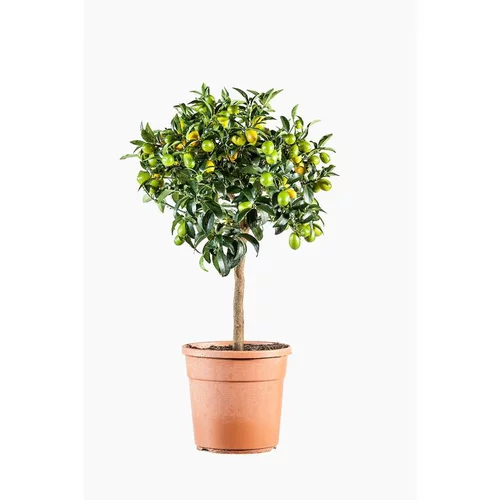 Jardin maison:Kumquat. Le pot de 7 litres