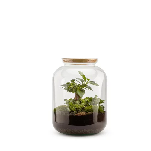 Style extérieur:Terrarium Bulle de Nature Bonbonne Ginseng en verre transparent avec bouchon liège Naturalys taille S - Ø 19 x 30 cm
