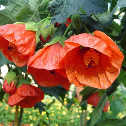 Idéal pour l’extérieur：Abutilon Thompsonii (Orange). Le pot de 4 litres