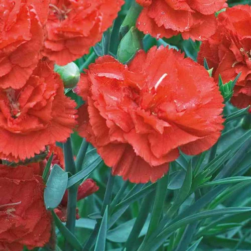 Bien pour le jardin：Oeillet Mignardise Orange - Le pot de 9 x 9 cm