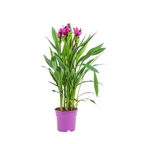 Le choix pour l’extérieur:Curcuma Siam Scarlet – Pot rose 17 cm