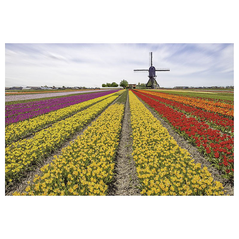Brise vue imprimé TULIPES ARC EN CIEL – H.2 x L.3 m, 100% occultant, Made in France par Scenolia + kit de fixation offert