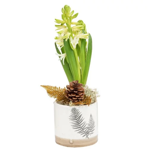 Pour un extérieur plus pratique:Composition de Noël jacinthe x 1 Pot Fougere