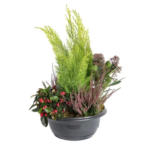 Pour compléter votre espace extérieur：Composition d'extérieur mélange non gelif - La coupe de 30 cm