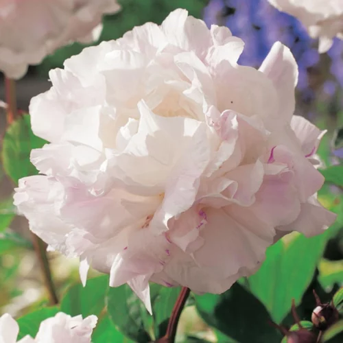 Pour vos jardins:Pivoine Shirley Temple - Le pot de 1 litre