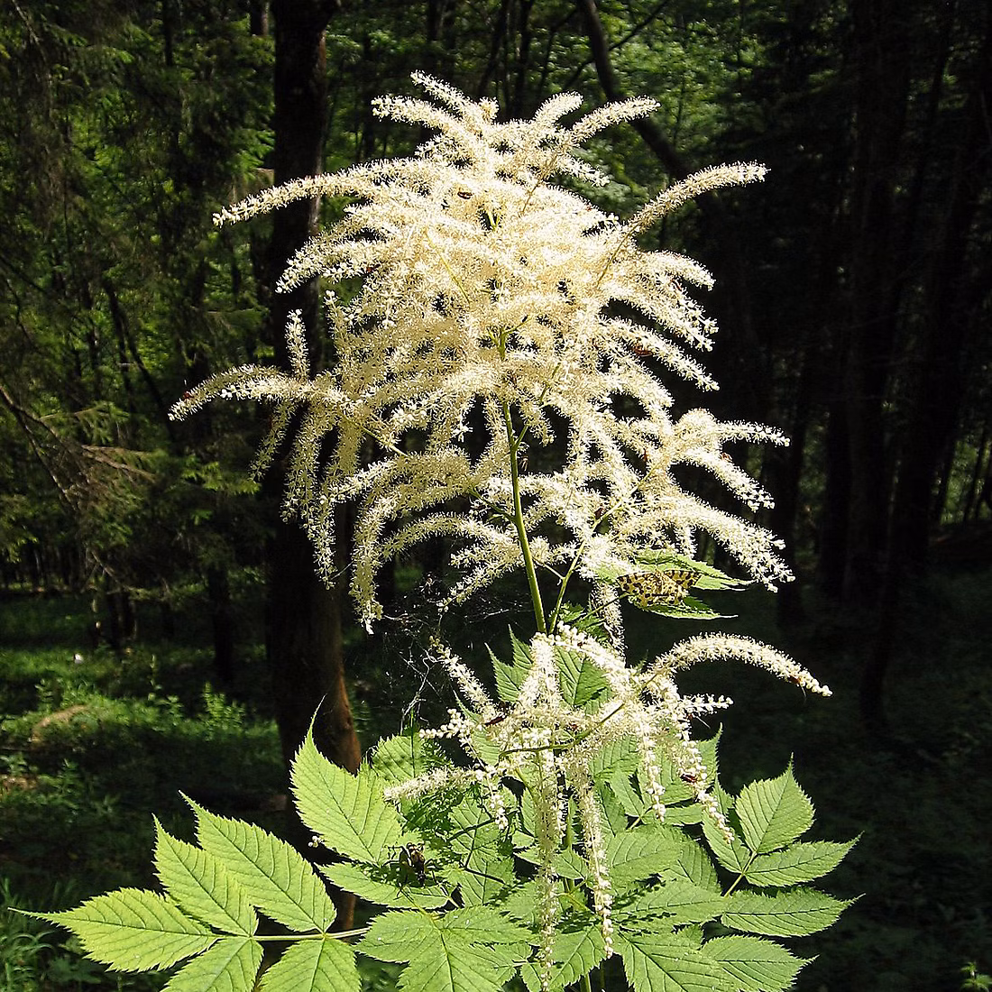 6 x Barbe-de-Bouc dioïque – Aruncus dioicus, godet 9cm x 9cm