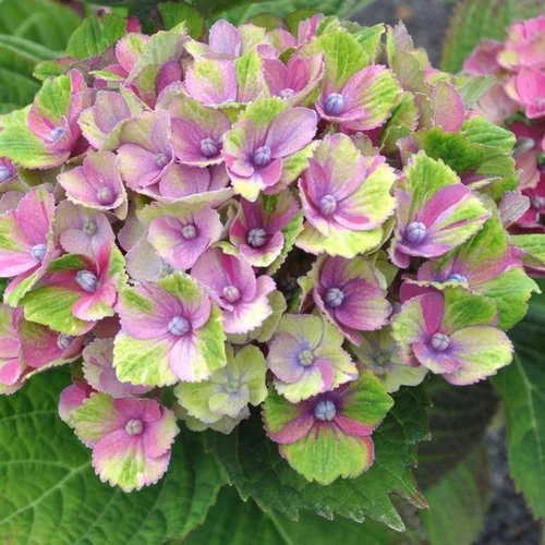 Jardin service：Hydrangea Magical ¼ tige – Pot de 5L