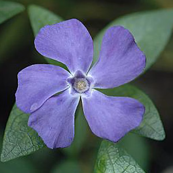 6 x Petite pervenche 'La Grave' – Vinca minor 'La Grave' -'Bowles Variety', godet 9cm x 9cm
