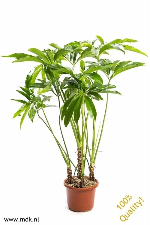 Extérieur qualité:Philodendron Fun Bun. Le pot de Ø 32 x H 140 cm