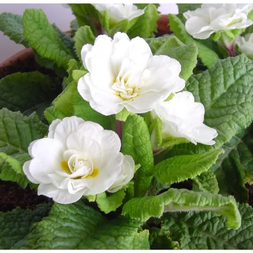 Bien pour le jardin：Primevère double Belarina Cream 'Goldie' - Le pot de 1 litre