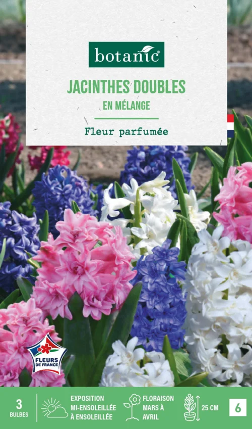 Moderne extérieur：Jacinthe double en mélange botanic® - 3 bulbes