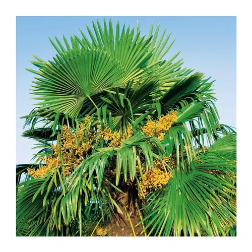 Jardin en extérieur:Palmier de Chine - pot 20 L