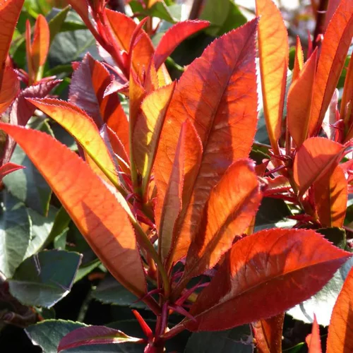 Malin extérieur:Photinia rouge. Le pot de 3 litres
