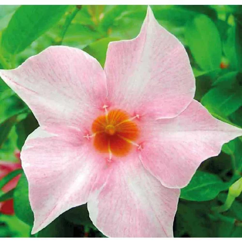 Le choix pour l’extérieur:Dipladénia rose Sundaville Cream Pink. Le pot de 9 x 9 cm