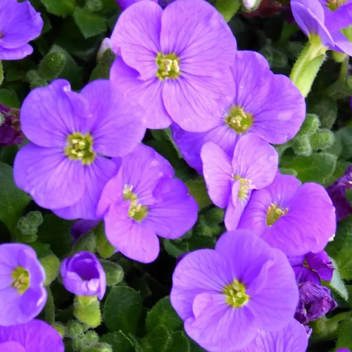Bien utile au jardin：Aubriète (Aubrieta) à fleurs violettes - La jardinière de 40 cm