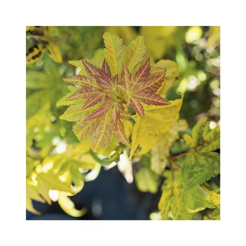 Bien pratique au jardin：Erable du Japon (ACER PALMATUM ORANGE DREAM ) Le pot de 50 litres