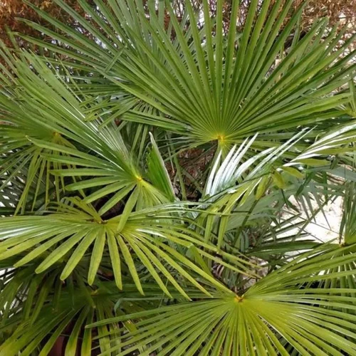 Idée nature：Trachycarpus Excelsa (palmier de Chine) en pot de 25 L vert