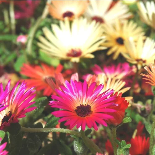 Idée pratique：Ficoïde ou Dorothéante à fleurs multicolores - La barquette de 6 plants